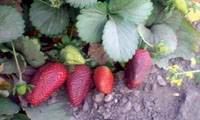 Revista PRODUCCION: Con cobertura plástica y goteo se duplica la producción de frutillas