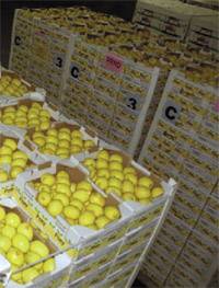 Revista PRODUCCION: Limones: La cara visible de Tucum&aacute;n en el mundo