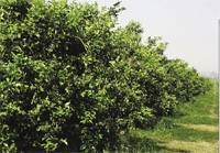 Revista PRODUCCION: Limones: La cara visible de Tucum&aacute;n en el mundo