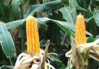 Revista PRODUCCION: Bajas en las estimaciones del USDA para la cosecha argentina de maíz y soja