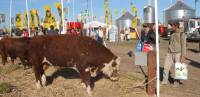 Revista PRODUCCION: AgroActiva Ganadera 2012