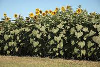 Revista PRODUCCION: Buenas perspectivas para la producción de girasol