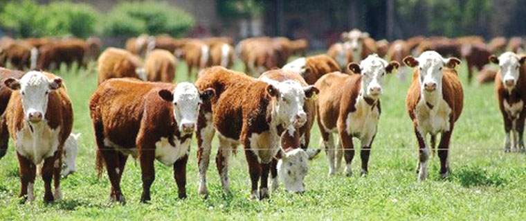 Revista PRODUCCION: El sector ganadero no se entrega, da pelea