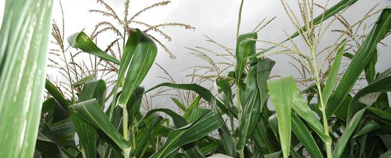 Revista PRODUCCION: Estiman una reducción en la cosecha de soja y maíz por la sequía