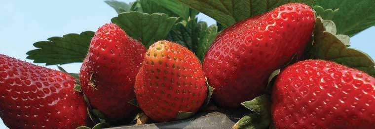 Revista PRODUCCION: Un banco de germoplasma de frutilla único en latinoamérica