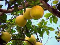 Revista PRODUCCION: Variedad productiva con identidad propia