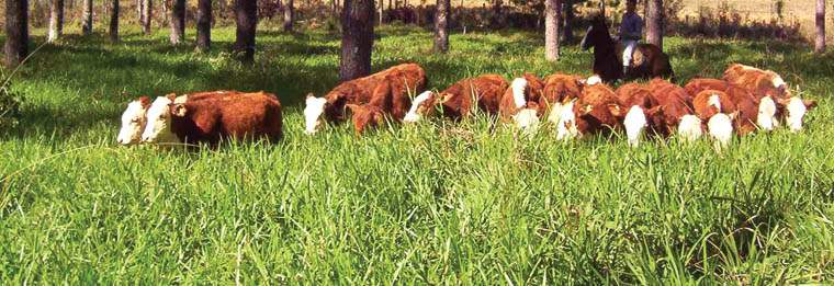 Revista PRODUCCION: Variedad productiva con identidad propia