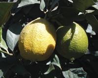 Revista PRODUCCION: Tras un gran año, el limón resiste al clima y a la suba de costos