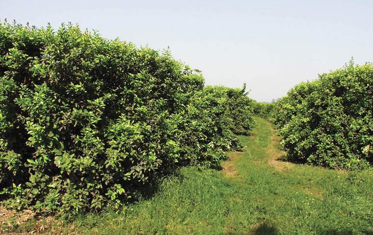 Revista PRODUCCION: Análisis foliar en frutales