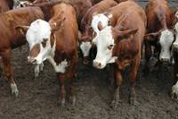 Revista PRODUCCION: Ganader&iacute;a: para invertir se necesitan reglas de juego claras