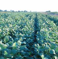 Revista PRODUCCION: Soja 2012: una campa&ntilde;a at&iacute;pica, lejana a lo ideal