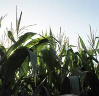 Revista PRODUCCION: Alerta naranja para el ma&iacute;z