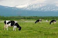 Revista PRODUCCION: Utilizaci&oacute;n de biofertilizantes con micorrizas en pasturas