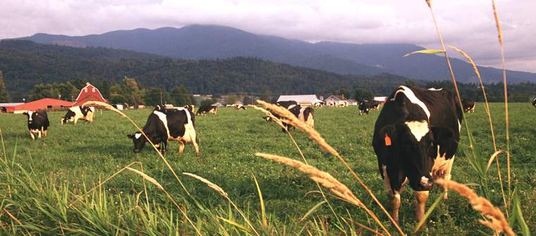 Revista PRODUCCION: Utilizaci&oacute;n de biofertilizantes con micorrizas en pasturas