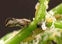 Revista PRODUCCION: La prevención más efectiva HLB: Conociendo al Insecto Vector