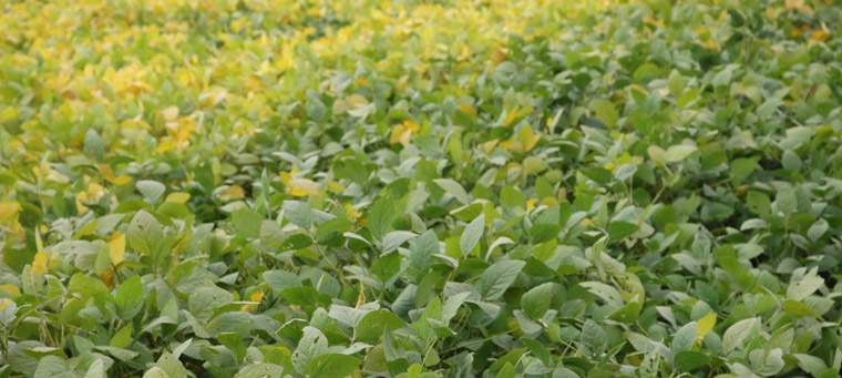Revista PRODUCCION: "Demonizan a la soja, pero a la vez incentivan su cultivo"