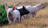 Revista PRODUCCION: Cómo prevenir y controlar la triquinosis