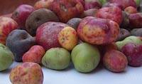 Revista PRODUCCION: Papas andinas: la conservación de un alimento ancestral