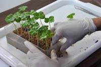 Revista PRODUCCION: Bancos de germoplasma