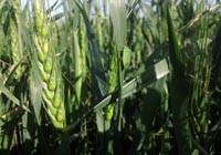 Revista PRODUCCION: Trigo: c&oacute;mo protegerlo de la chinche verde