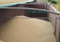 Revista PRODUCCION: Cultivos de trigo afectados por fusarium