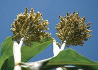 Revista PRODUCCION: Avances en el sorgo azucarado