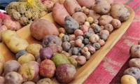 Revista PRODUCCION: Las papas nativas son de interés nacional