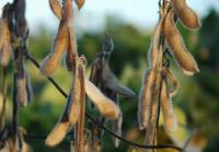 Revista PRODUCCION: Soja: se inició una campaña que promete buenos rindes en el NOA