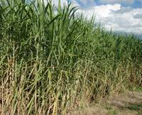 Revista PRODUCCION: Alcohol de caña vs. alcohol de maíz