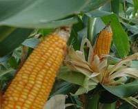 Revista PRODUCCION: Alcohol de caña vs. alcohol de maíz