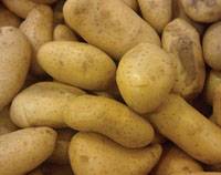 Revista PRODUCCION: Riego en papa