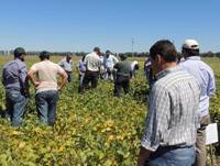 Revista PRODUCCION: Día de Campo Los Heguy Semillas - Sursem