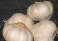 Revista PRODUCCION: Killa INTA: ajo argentino para el mundo y todo el a&ntilde;o