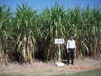 Revista PRODUCCION: TUC 00-19: nueva alternativa para nuestros cañaverales