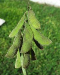 Revista PRODUCCION: Los productores del NOA le hacen frente a la sequía y a la falta de políticas para el sector