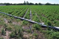 Revista PRODUCCION: Riego por pulsos