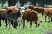 Revista PRODUCCION: Ecosistema ganadero