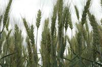 Revista PRODUCCION: Trigo tolerante a sequía y salinidad