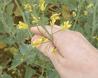 Revista PRODUCCION: Colza: Cómo ser eficientes de principio a fin