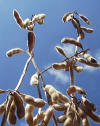 Revista PRODUCCION: ?El productor argentino es aguerrido; una seca no lo asusta?