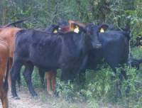 Revista PRODUCCION: Se vienen los servicios pero la vaca flaca no se pre&ntilde;a