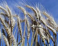 Revista PRODUCCION: El trigo revive de las cenizas