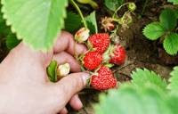 Revista PRODUCCION: Tucumán ocupa el tercer lugar en producción de frutillas en Argentina