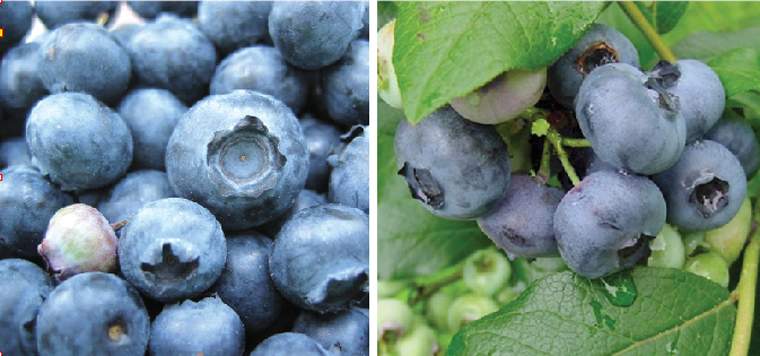 Revista PRODUCCION: Tucumán ocupa el tercer lugar en producción de frutillas en Argentina