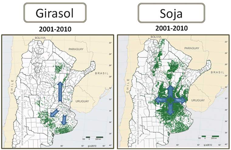 Revista PRODUCCION: El girasol es una econom&iacute;a regional en extinci&oacute;n
