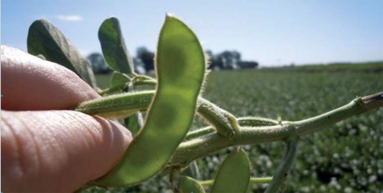 Revista PRODUCCION: La rentabilidad en soja ser&aacute; alta, seg&uacute;n el INTA