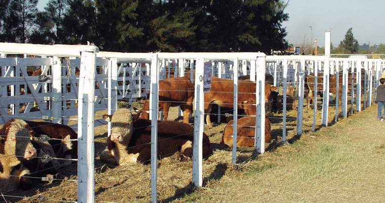 Revista PRODUCCION: Ganader&iacute;a: el negocio est&aacute; en hacer feed lot