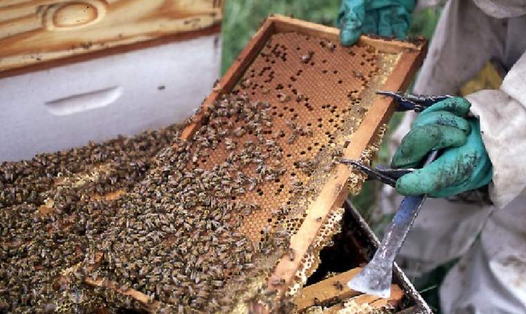 Revista PRODUCCION: Miel: etiquetas electr&oacute;nicas para garantizar su calidad