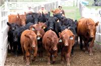 Revista PRODUCCION: Requisitos del Senasa para el tránsito de animales