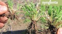 Revista PRODUCCION: Syngenta lanzó el sitio "no malezas"